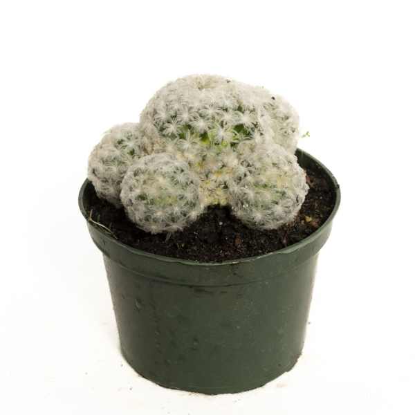 Potted cactus with white fuzzy clusters
