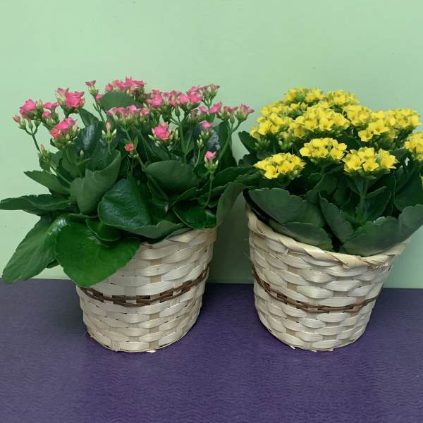 Two potted flowering plants in woven baskets, one pink and one yellow
