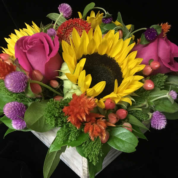 Low arrangement of sunflowers, pink roses, and bright mixed blooms in a white wooden box.