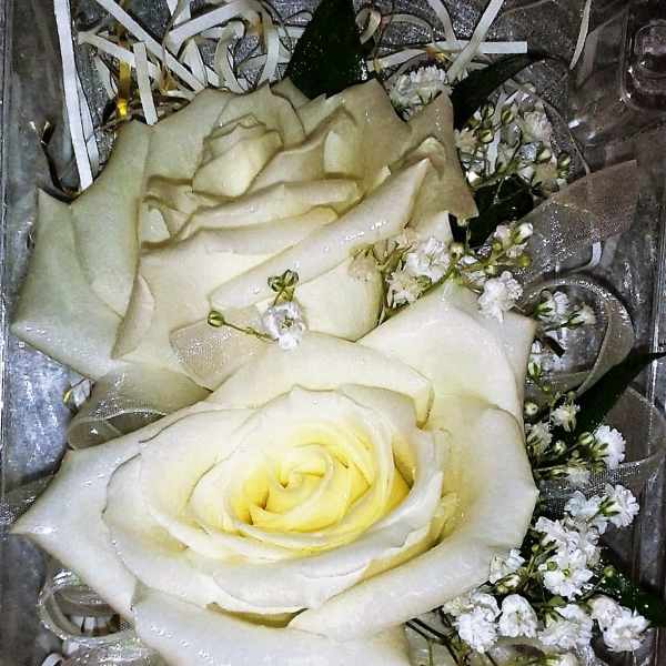 White roses with baby's breath and silver ribbon in a gift box