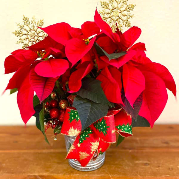 Red poinsettia arrangement in a silver tin with a festive ribbon