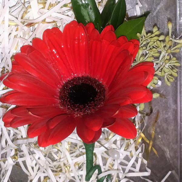 Single red gerbera daisy in a gift box with shredded paper