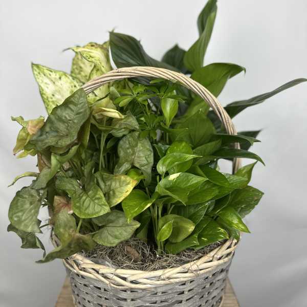 Basket of assorted green houseplants with a woven handle