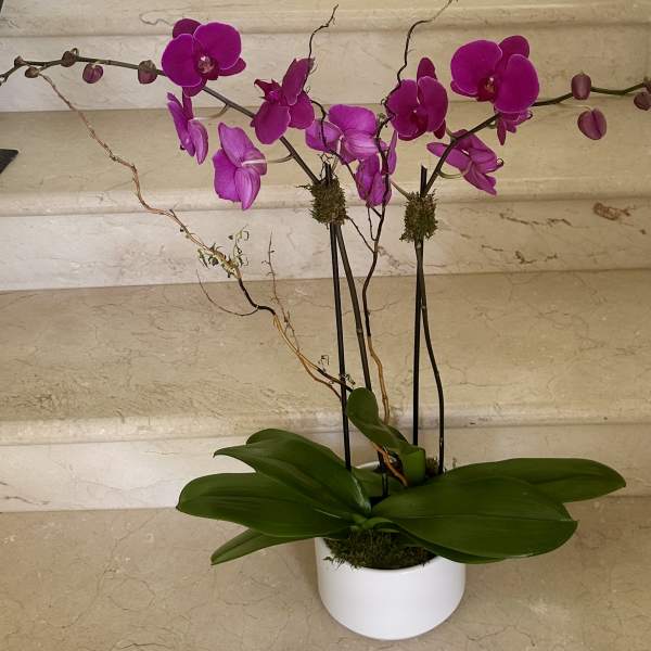 2 Orchids plants (Select) in Purple arranged in a glass or ceramic container.