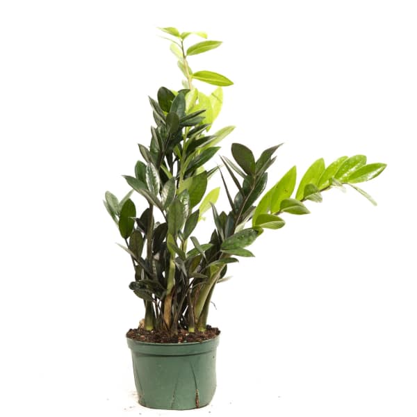Potted green houseplant with glossy oval leaves