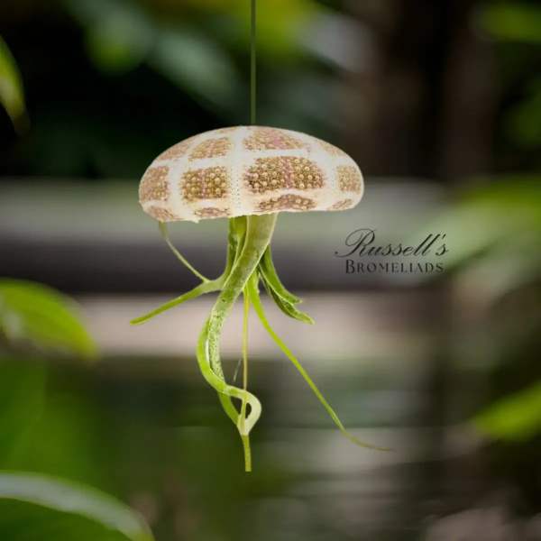 Hanging bromeliad with a patterned white and tan bloom