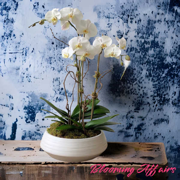 White orchid arrangement in a low ceramic bowl
