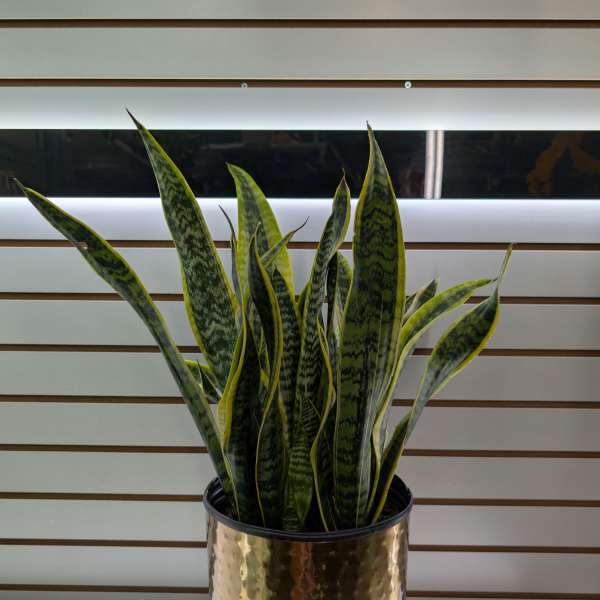 Snake Plant (Large)
