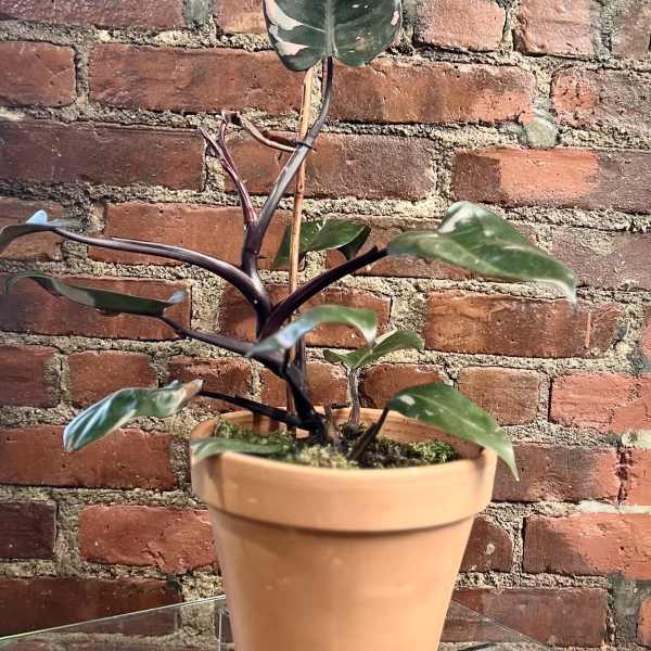 Potted variegated houseplant in a terracotta pot