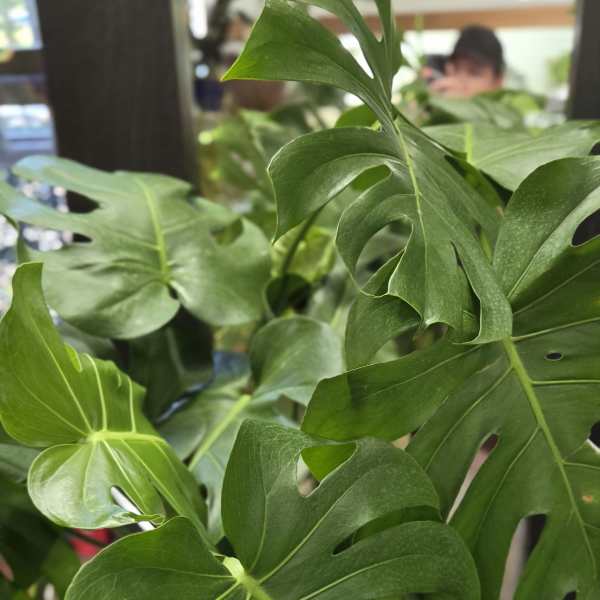 Large Monstera Deliciosa