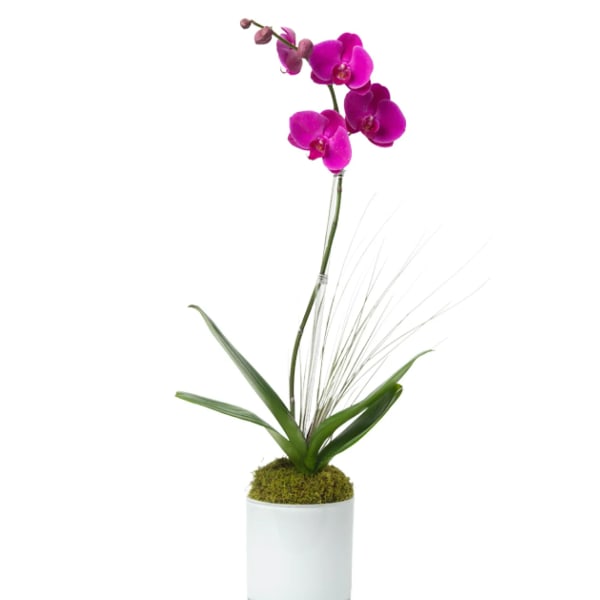 Potted orchid with bright pink blooms in a white container
