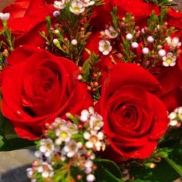 Red roses with small white filler flowers