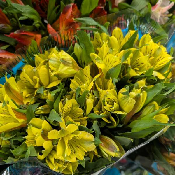 Bouquet of yellow alstroemeria flowers wrapped in clear plastic