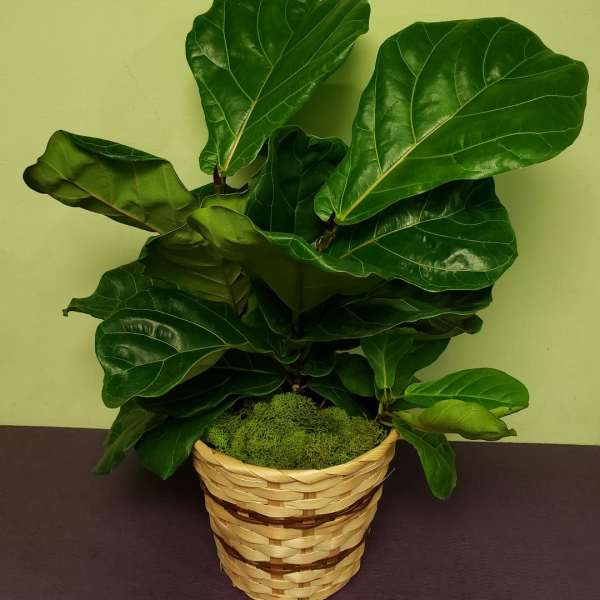 Potted fiddle leaf fig plant in a woven basket