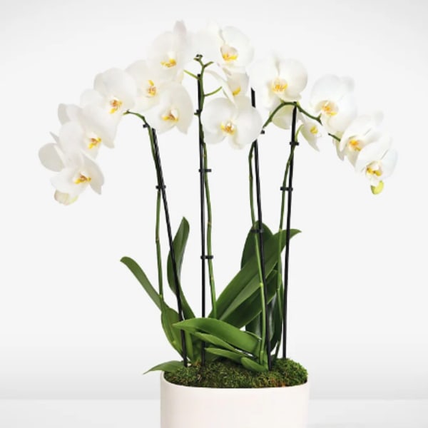 White orchids in a white pot with moss on top