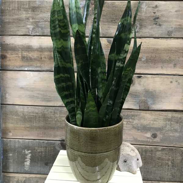 Potted snake plant in a textured metal planter