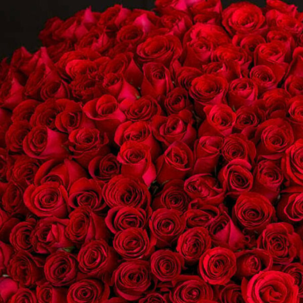 Dense arrangement of red roses filling the frame