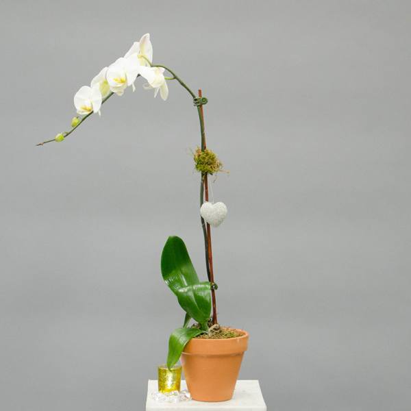 White orchid plant in a terracotta pot with a small heart ornament