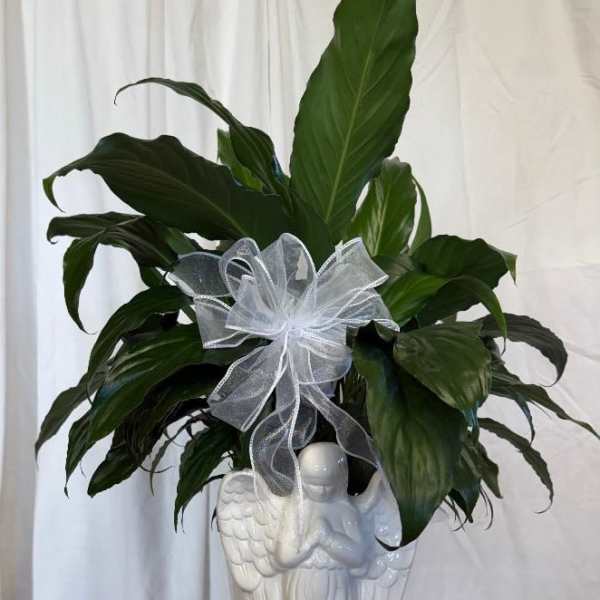 Potted green plant in a white angel-shaped ceramic planter with a silver bow