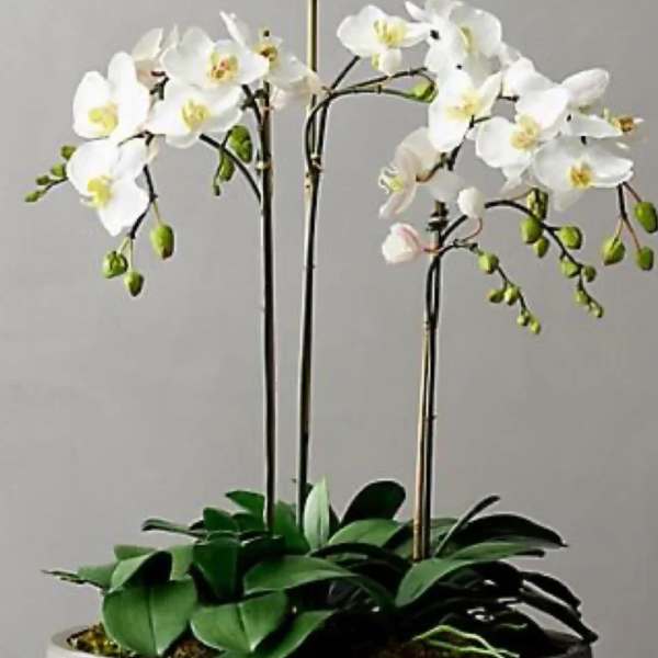 3 Orchids in a container