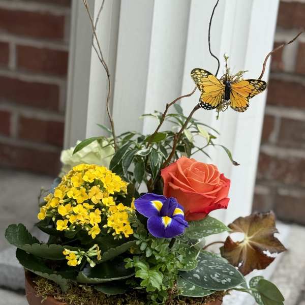 Dish Garden with a butterfly