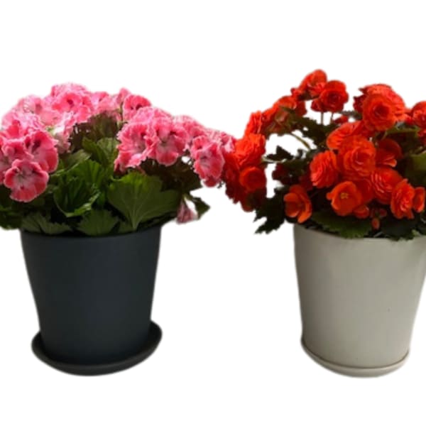 Two potted flowering plants with pink and orange blooms
