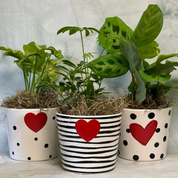 Three potted green houseplants in decorated white containers with red hearts