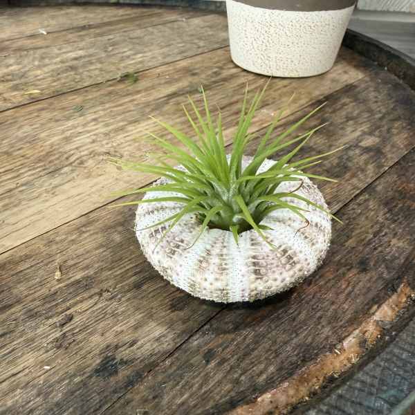 Floating Green Beauty