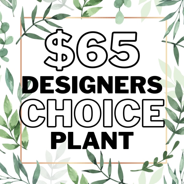 Graphic sign reading "$65 Designer's Choice Plant" with leafy border