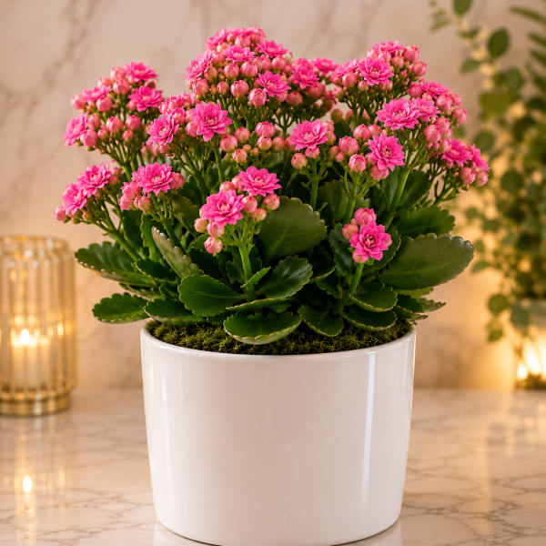 Kalanchoe