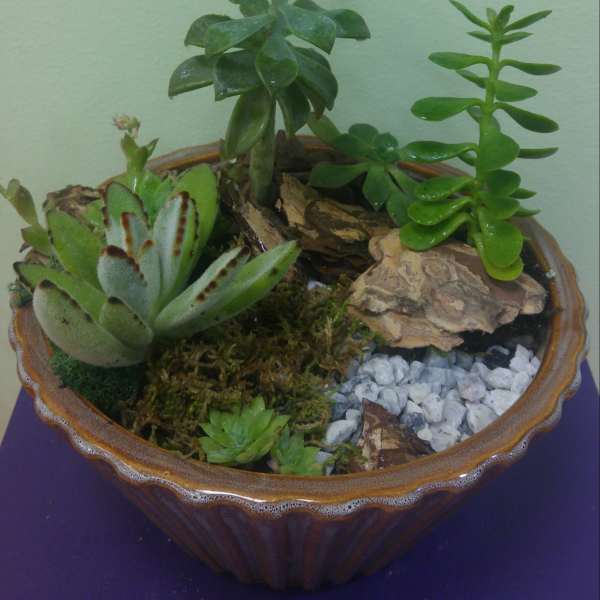 Succulent arrangement in a shallow ceramic bowl with rocks and moss
