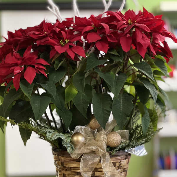 Red poinsettia plant in a woven basket with a gold ribbon