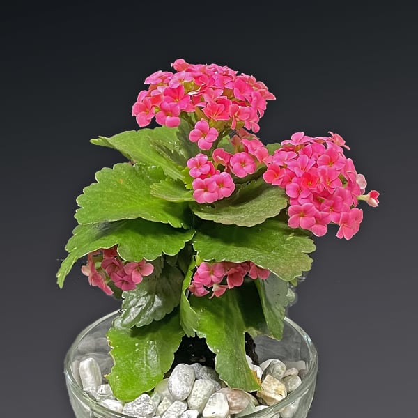 Pink flowering plant in a glass bowl with white pebbles
