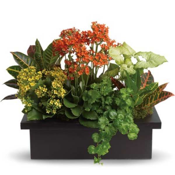 Mixed potted plants and orange flowers in a black rectangular planter