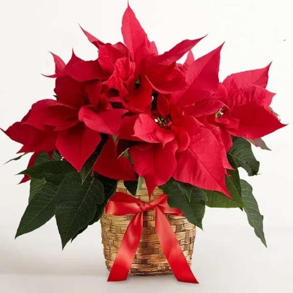 Classic Christmas Red Poinsettia Basket