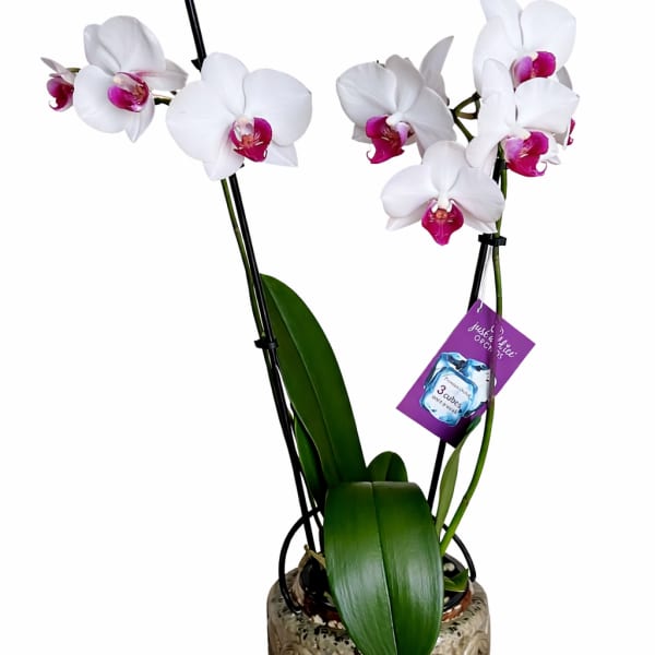 White orchids with magenta centers in a decorative pot
