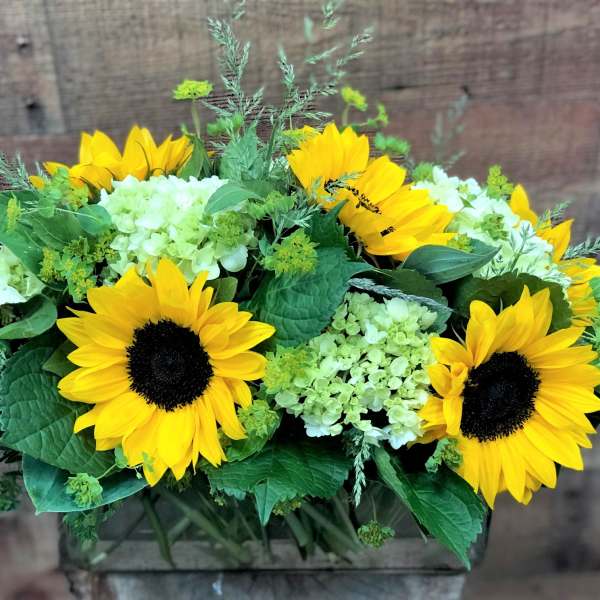 Summer Sunflowers