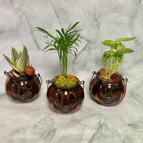 Three small Halloween pumpkin jars with potted plants