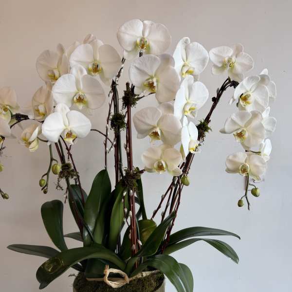 CASCADE ORCHID