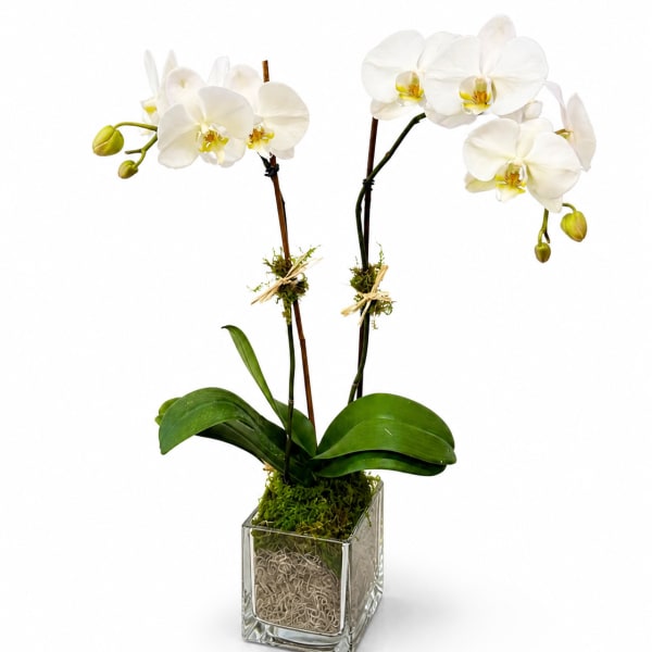 Double Stem White Orchid