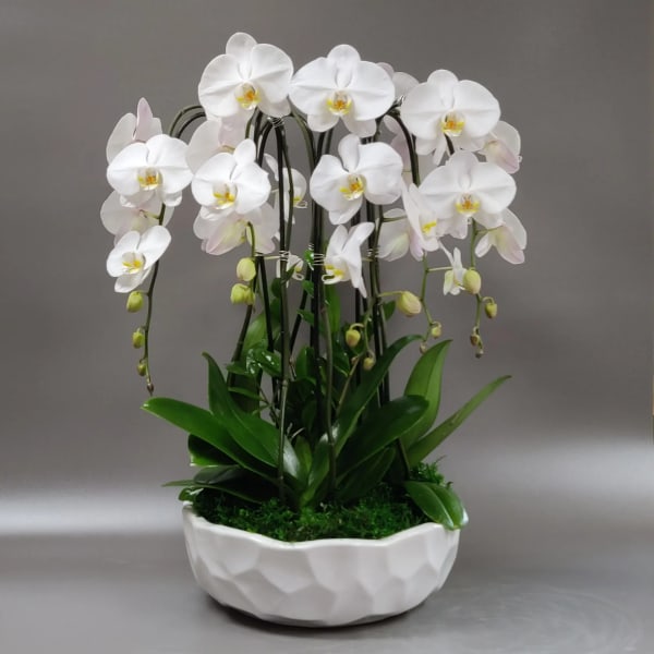 White orchids arranged in a white ceramic bowl planter