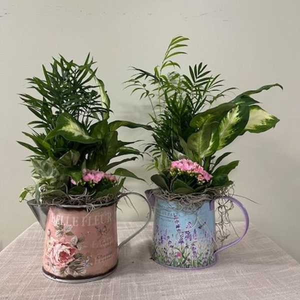 Two potted plant arrangements in decorative metal watering cans with pink flowers