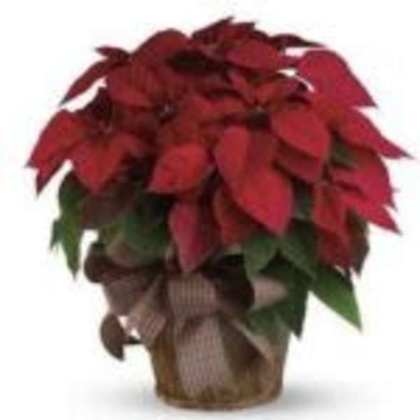 Red Poinsettia Plant