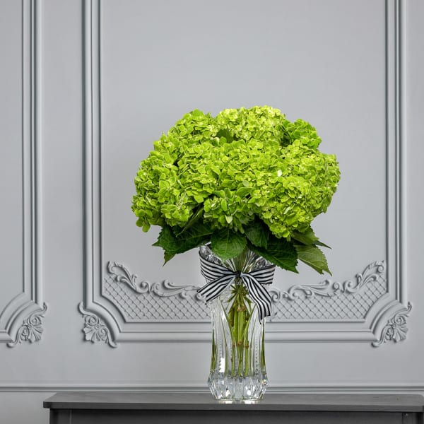 Green hydrangea bouquet in a clear glass vase with a striped ribbon