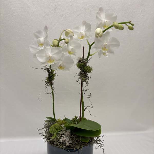 Summer Breeze double orchid