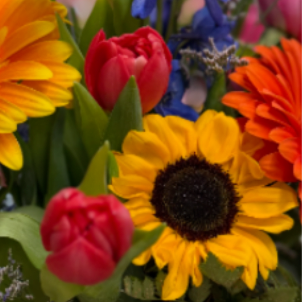 Colorful Designer's Choice