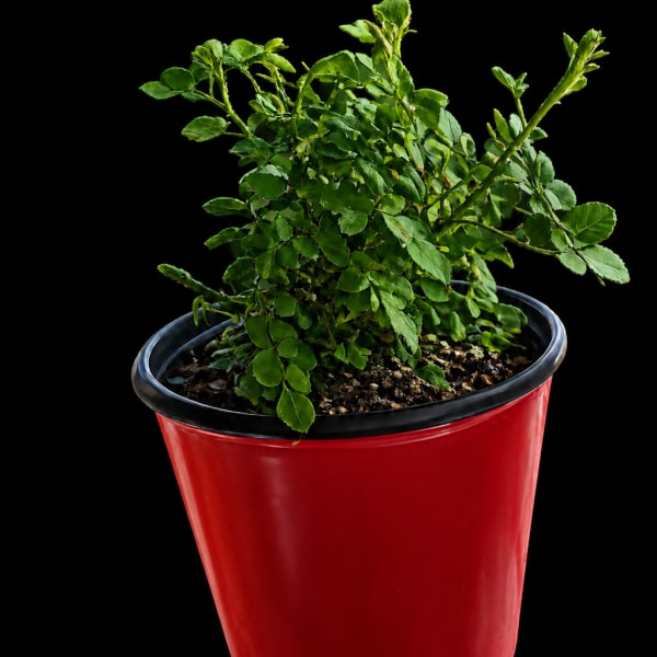 Red Kashmir Shrub Rose Plant