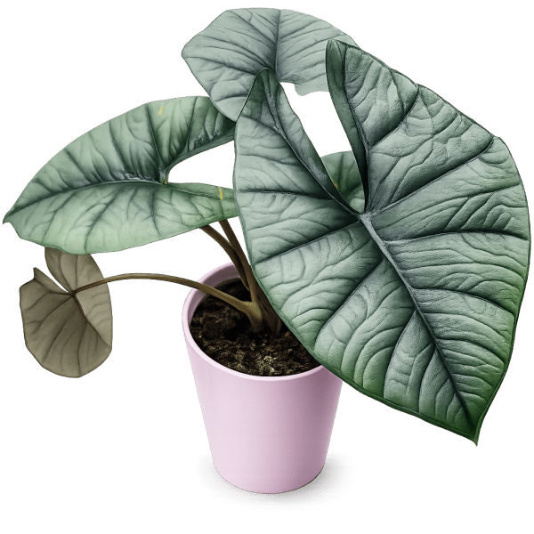 Elephant Ear (Colocasia) Plant