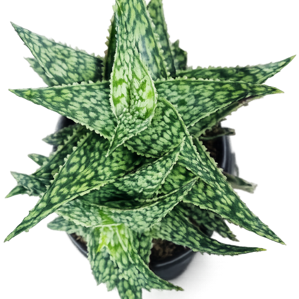 Aloe 'Snowstorm' Plant