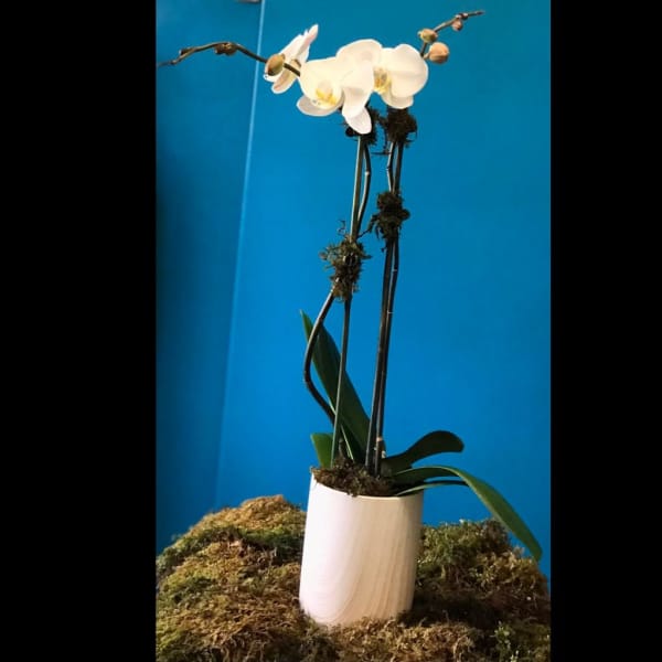 White orchid plant in a white pot against a blue background